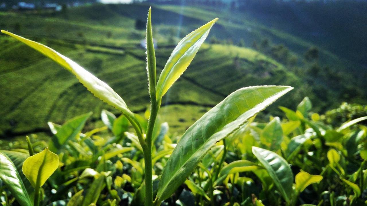 Green Paradise Ella Esterno foto